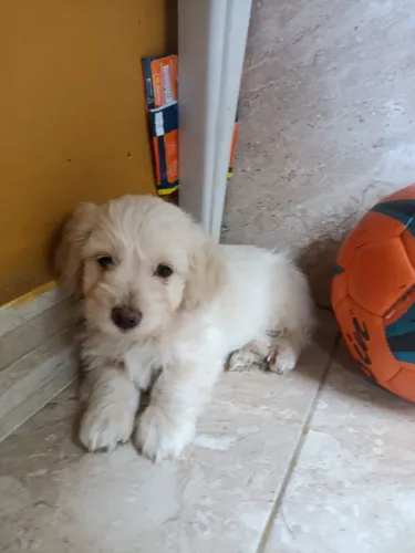 Filhotes de Lhasa apso
