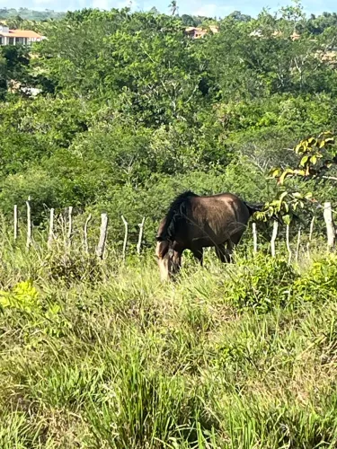 Terreno 26 tarefas em Coração De Maria