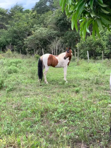Vendo cavalo pampa manga larga