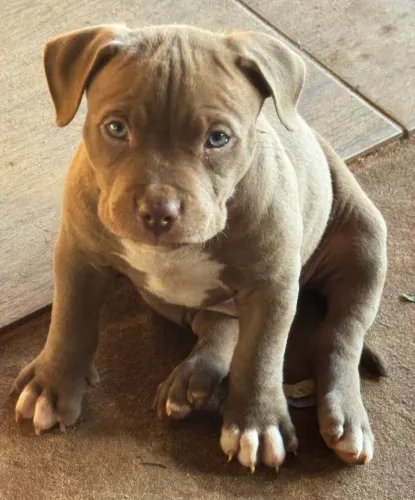 Filhotes de pitbull 58 dias vacinado e vermifugado