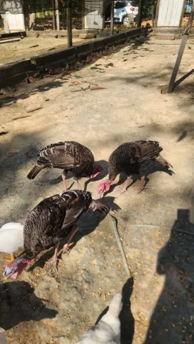 PERÚ trocar macho por fêmea