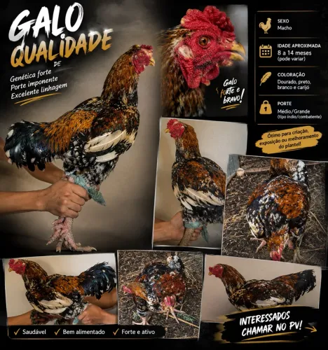 Galo índio carijo