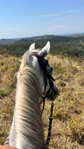 Cavalo