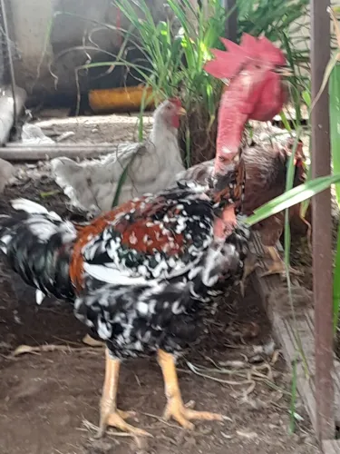 Animais
