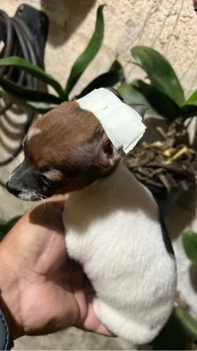 Pinscher 00 fêmeas