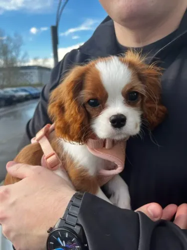 Filhotes de Cavalier king
