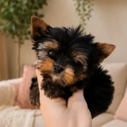 Yorkshire Terrier Baby Face Mini Macho - Pronta Entrega