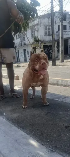 Disponível pra cobertura PitMonster 