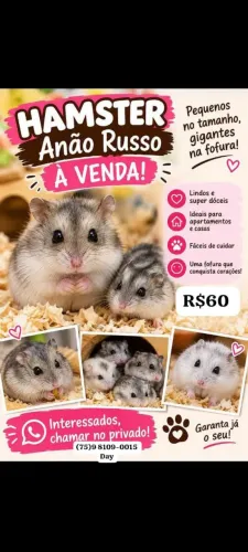 Hamster anã russo