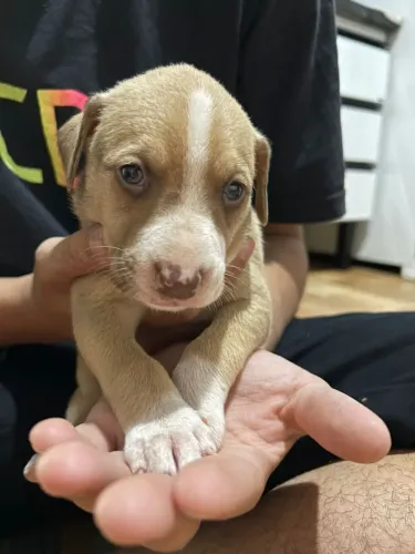Doação de filhotes de Cachorro 
