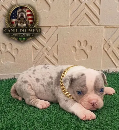American bully a partir de 1999