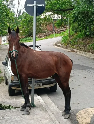 Cavalo a vendas ..