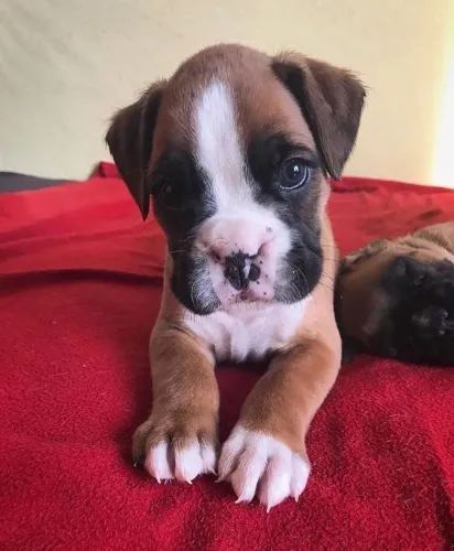 Filhotes De Boxer - O Amor Verdadeiro Tem Focinho Molhado E Peludo