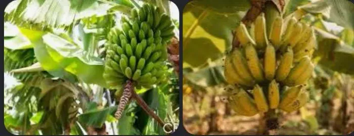 Vdd filho de banana maçã