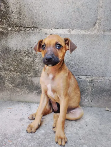 Doa-se filhotes de cachorro porte médio 