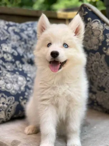 Filhotes de Husky Siberiano | Filhotes que chegam para alegrar!