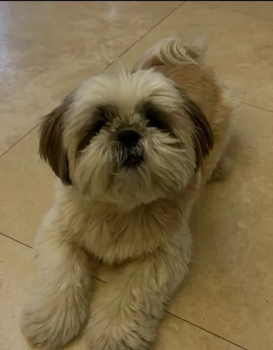 Pequeno no tamanho, grande no amor. Leve um Shih Tzu para casa!