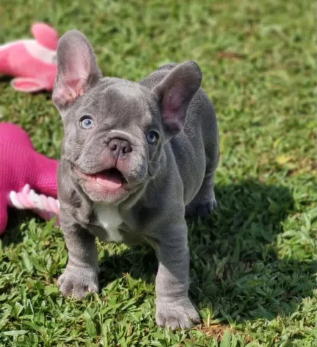 Bulldog francês / buldogue francês