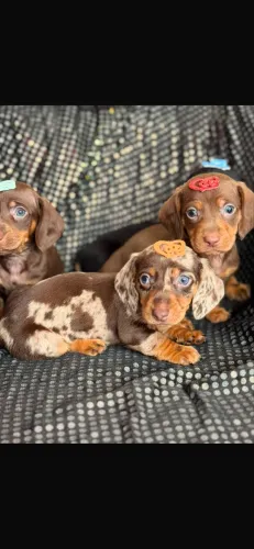 Dachshund ( linguicinha ) luxo