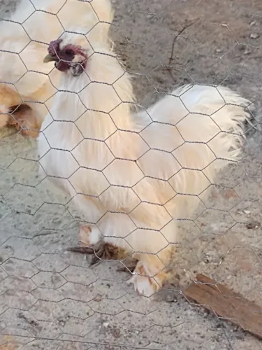 Galo Sedoso (Silkie/Japão)