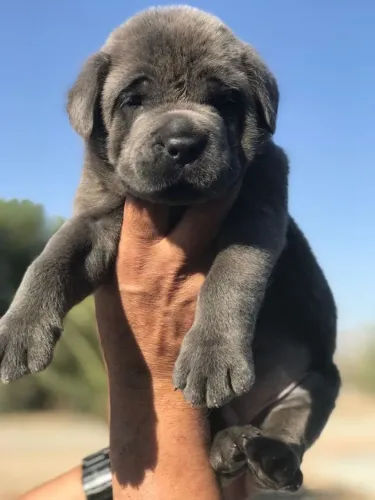Cane Corso Caminhar com o cão cura a alma