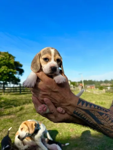 Beagle
