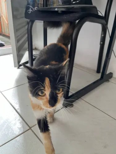 Gata para adoção- está perdida