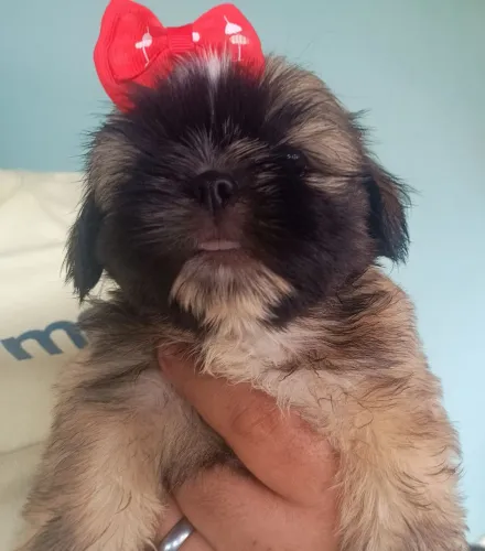 VENDO SHIH TZU FÊMEA 1.200 REAIS