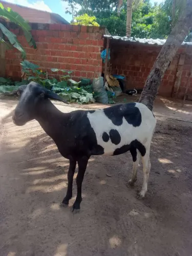Ovelha 