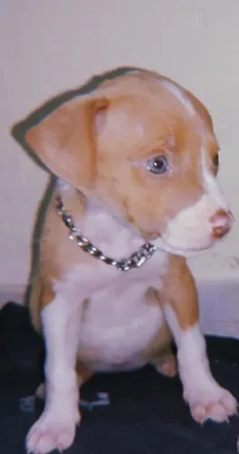 Pitbull Monster filhote