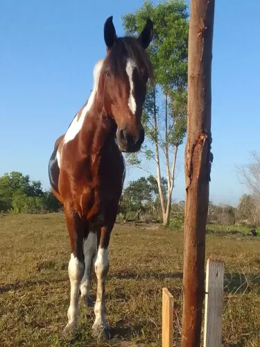 Cavalo