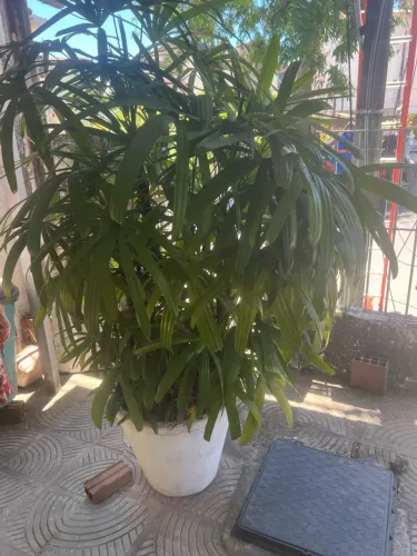 Vende-se planta