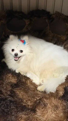 Lulu da Pomerânia - Filhotes