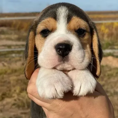 Beagle Machos e Femeas 