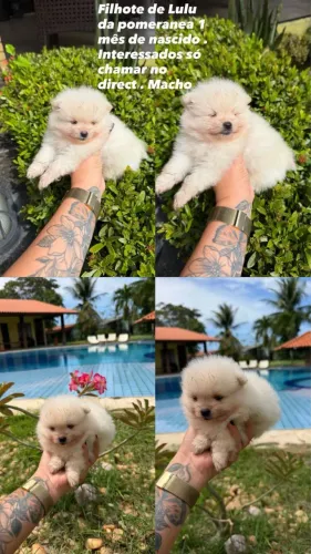 Lulu da Pomeranea macho branco 