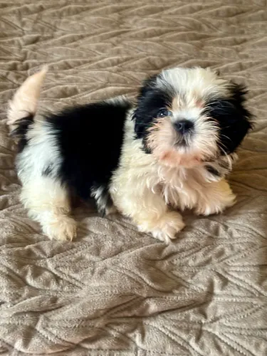Shihtzu macho 