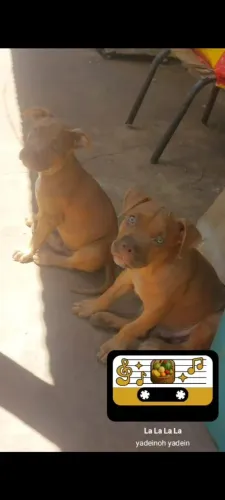 Pitmonster