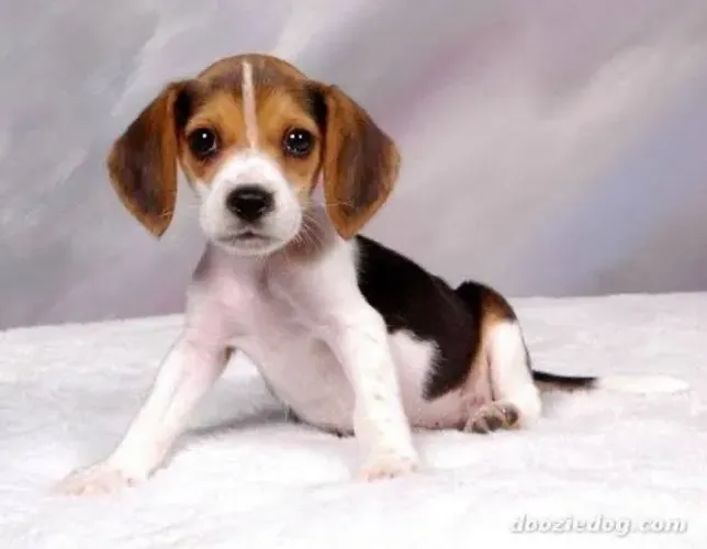 Beagle saudades de ser feliz ? Tenha um beagle 