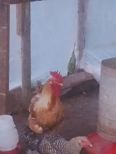 Vendo galos amarelo