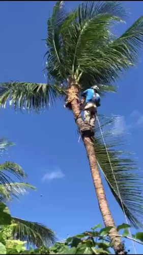 Corte poda de árvore e limpeza de terrenos em geral!