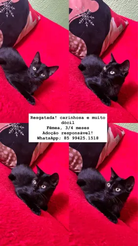 Adoção responsável!! 