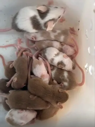 Camundongos
