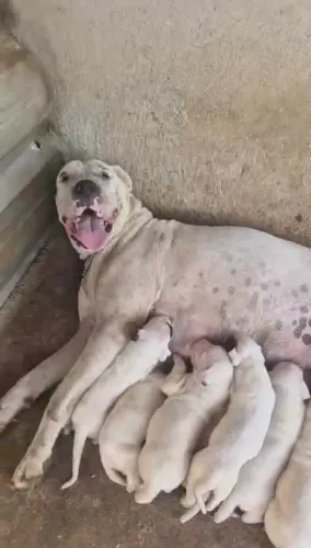 FILHOTES DOGO ARGENTINO