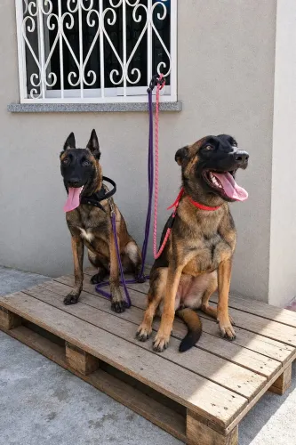 PASTOR belga malinois