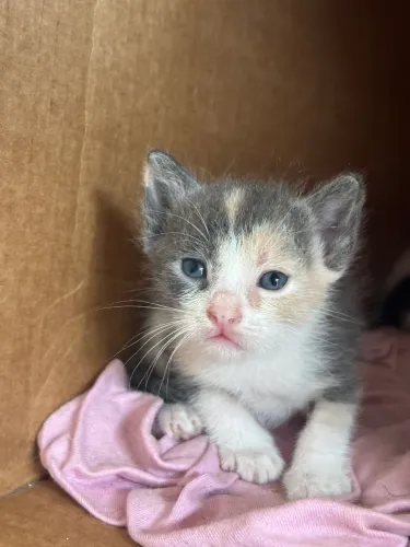 Gatinhos lindos