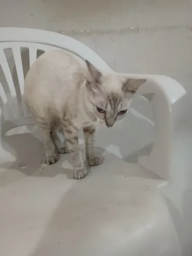 Doação de uma gatinha rajadinha