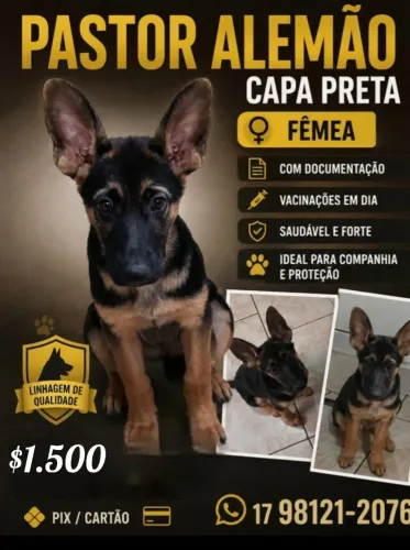 Cachorra Pastora Alema