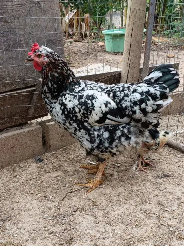 Frangas GSB