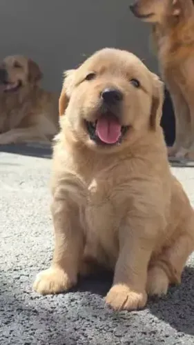 Golden Retriever filhotes 