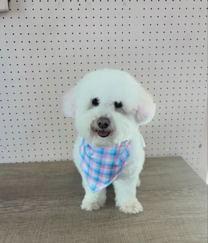Procuro namorado para a minha Poodle